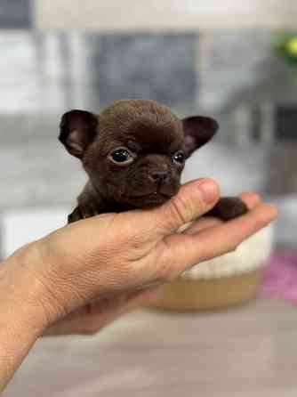 Шоколадки Чихуахуа Луганск