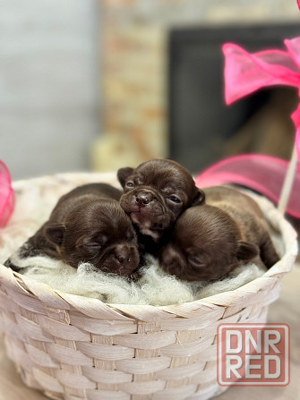 Шоколадки Чихуахуа Луганск - изображение 1