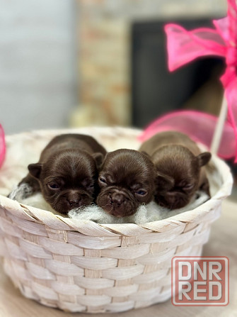 Шоколадки Чихуахуа Луганск - изображение 2