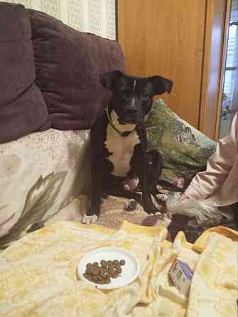 Питомец Донецк