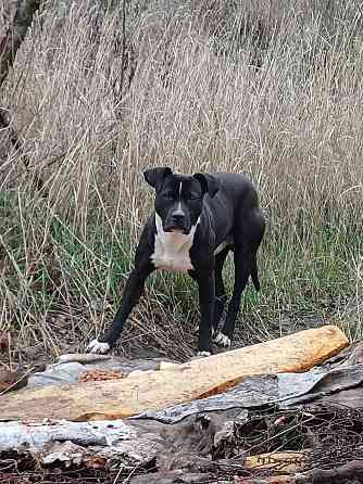 Питомец Донецк