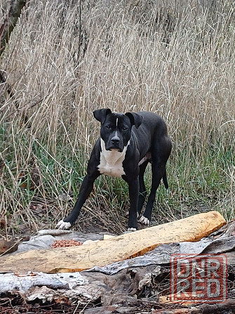 Питомец Донецк - изображение 1