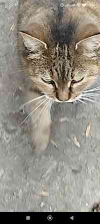 Отдам Макеевка