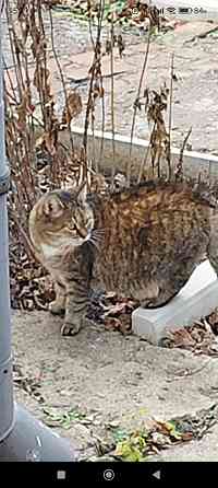 Отдам Макеевка