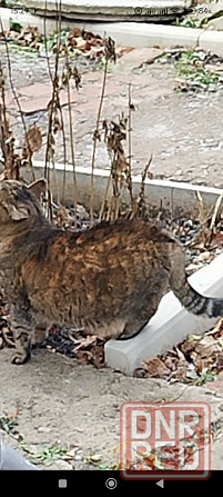 Отдам Макеевка - изображение 3