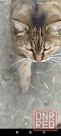 Отдам Макеевка - изображение 2