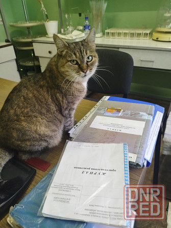 Отдам Макеевка - изображение 4