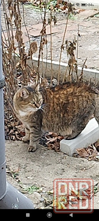 Отдам Макеевка - изображение 1