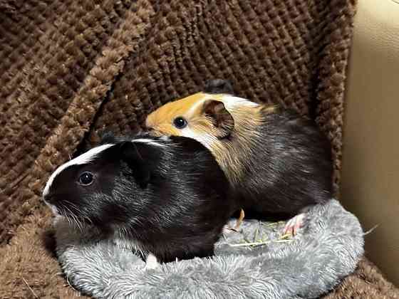 морские свинки Донецк