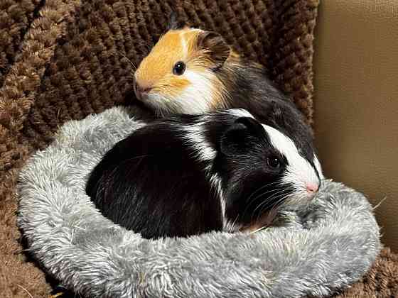 морские свинки Донецк