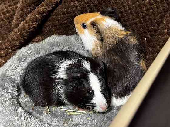 морские свинки Донецк