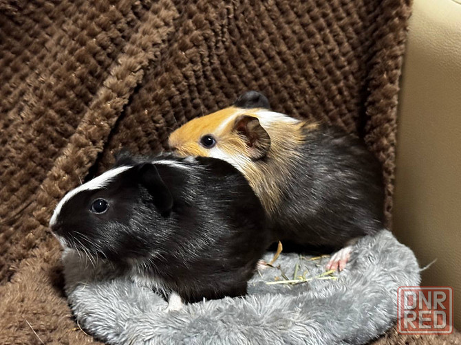 морские свинки Донецк - изображение 3