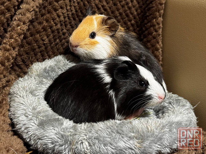 морские свинки Донецк - изображение 1