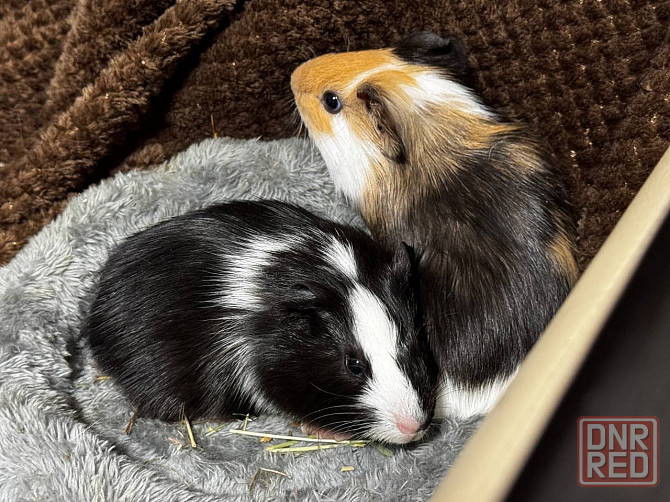 морские свинки Донецк - изображение 2