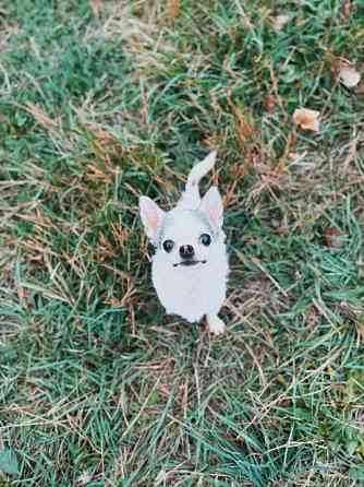 Передержка животных Донецк