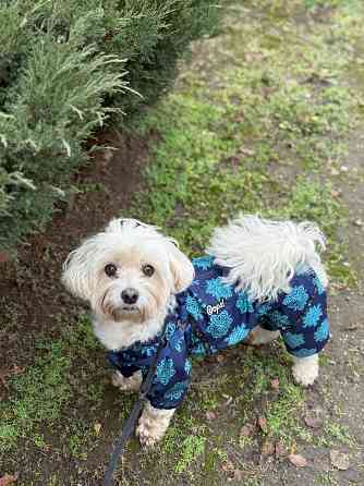 Передержка животных Донецк