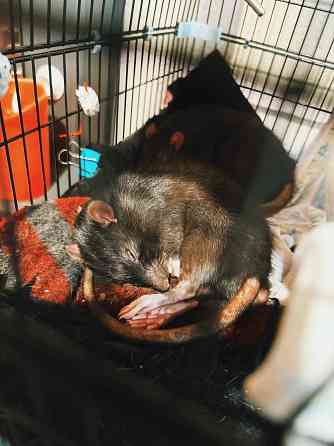 Передержка животных Донецк