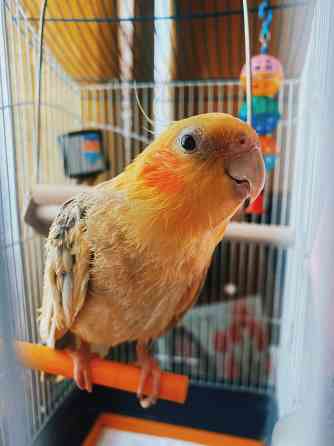 Передержка животных Донецк