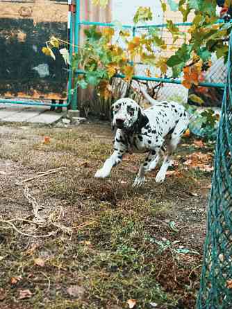 Передержка животных Донецк