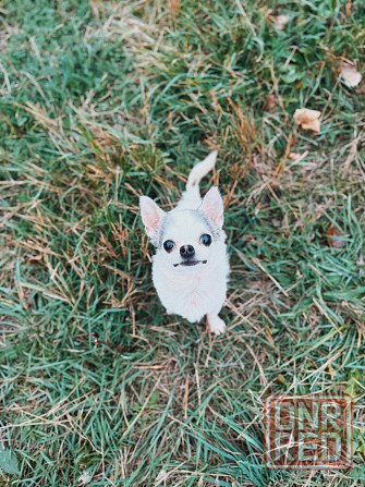 Передержка животных Донецк - изображение 6