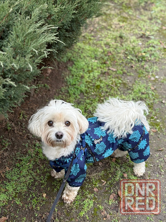 Передержка животных Донецк - изображение 1