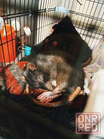 Передержка животных Донецк - изображение 2