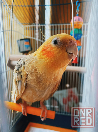 Передержка животных Донецк - изображение 5