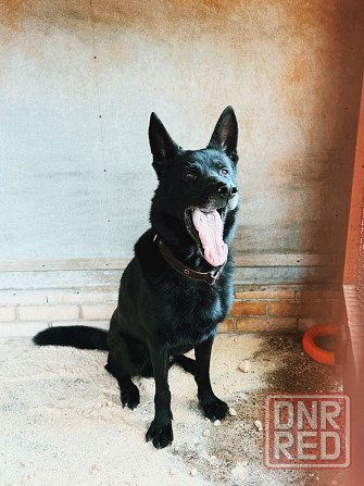 Передержка животных Донецк - изображение 8