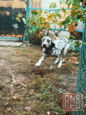 Передержка животных Донецк - изображение 4