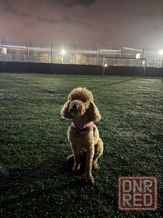 Передержка животных Донецк - изображение 3