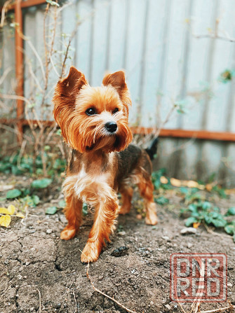 Передержка животных Донецк - изображение 7