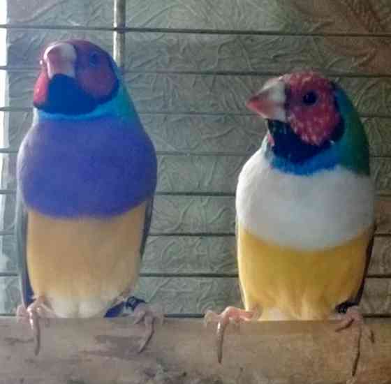 Амадины гульда Донецк