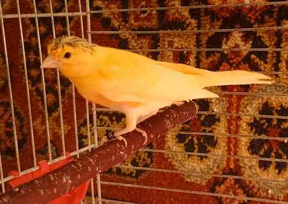 Канарейки и амадины гульда Донецк