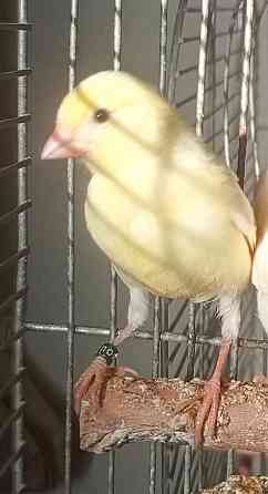 Канарейки Донецк