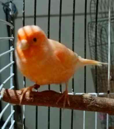 Канарейки и амадины гульда Донецк