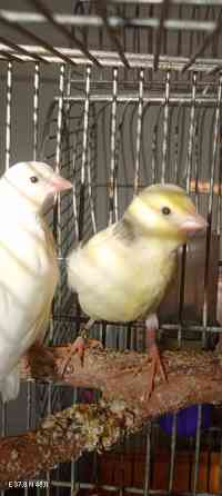 Канарейки Донецк