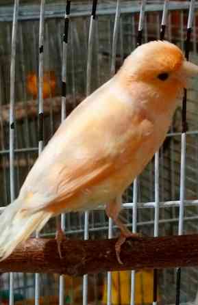 Канарейки и амадины гульда Донецк