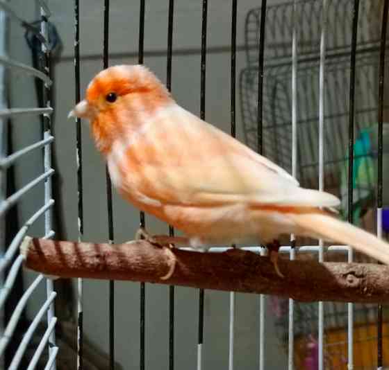 Канарейки и амадины гульда Донецк