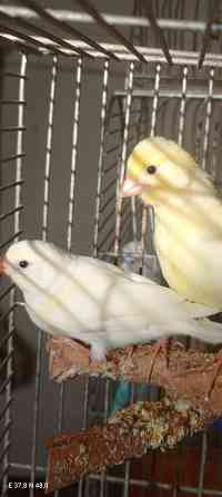 Канарейки Донецк