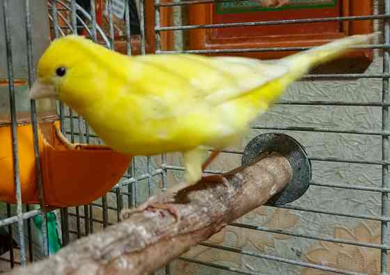 Канарейки и амадины гульда Донецк