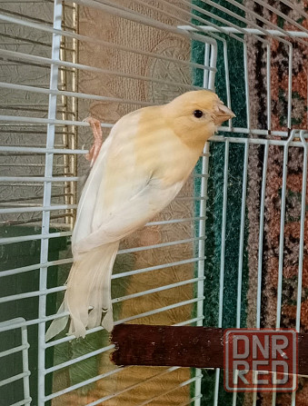 Канарейки и амадины гульда Донецк - изображение 5