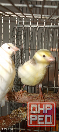 Канарейки Донецк - изображение 4