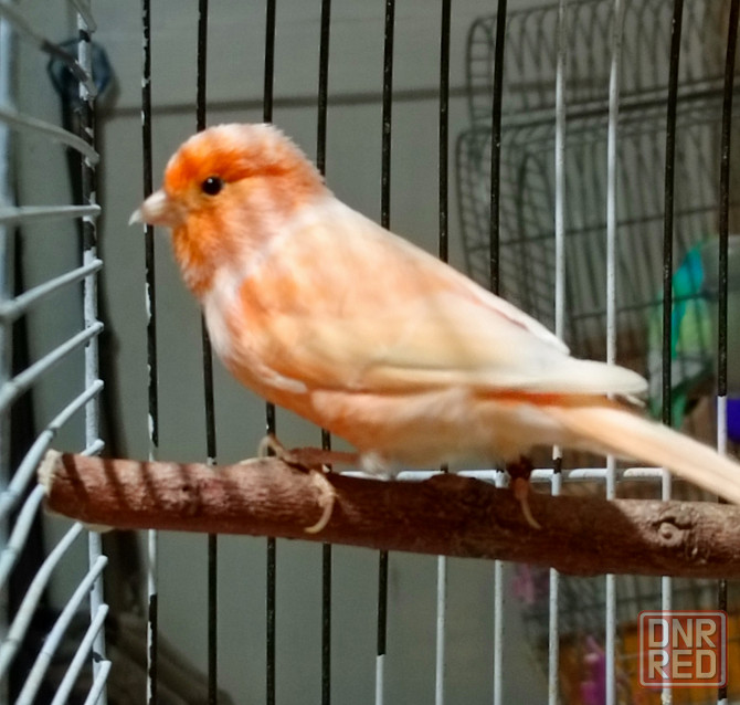 Канарейки и амадины гульда Донецк - изображение 1