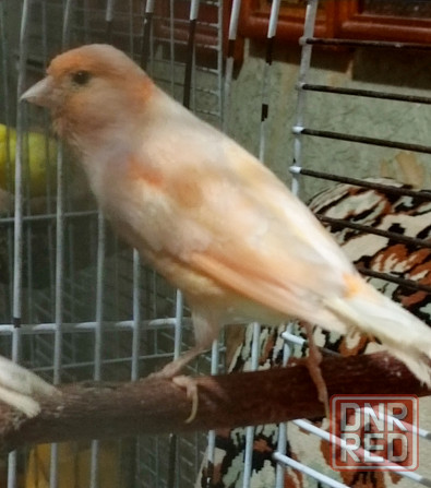 Канарейки и амадины гульда Донецк - изображение 7