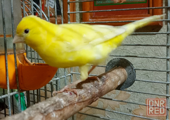 Канарейки и амадины гульда Донецк - изображение 4