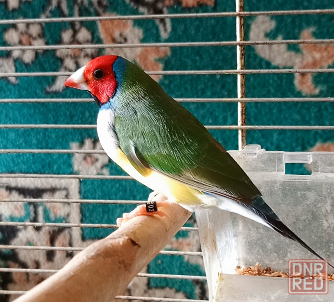 Канарейки и амадины гульда Донецк - изображение 1