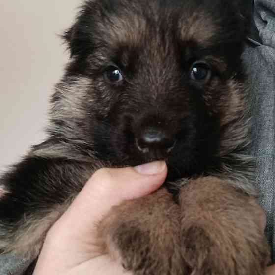 Щенок ! Немецкая овчарка отличный друг Макеевка