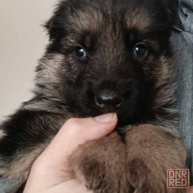 Щенок ! Немецкая овчарка отличный друг Макеевка - изображение 1