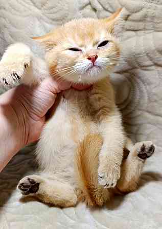 Золотой британец Макеевка