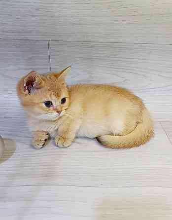 Золотой британец Макеевка